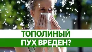 Чем опасен ТОПОЛИНЫЙ ПУХ? Аллергия на цветение. Польза тополей.