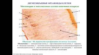 Двумембранные органоиды клетки