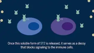 Signaling protein intensifies inflammation in obese mice, new study reveals