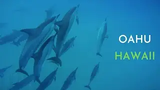 Swimming With Majestic Dolphins I Oahu, Hawaii