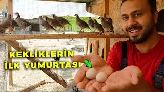 O GÜN Geldi !! İLK YUMURTALAR - Keklik Yumurtalarını Topladım ! - Civciv Çıkımı Devam Ediyor !