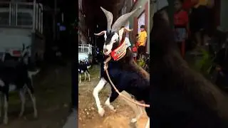 QURBANI KA BAKRA❤️ | MASHALLAH | GOAT 
