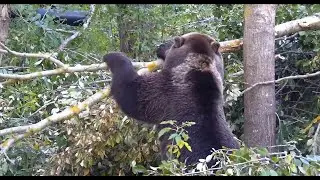 Мансур арборист 🐻🧗‍♀️😊  -   Mansur Bear Arborist  🐻🧗‍♀️😊