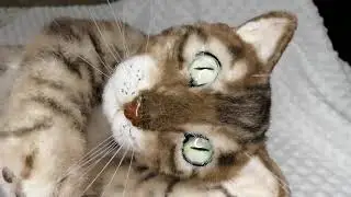 Синди для Алисы Мими Лиссы💖🐾#хобби#рукоделие