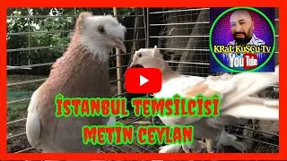 KRAL KuşÇu Tv pigeons istanbul representative 👉 metin ceylan