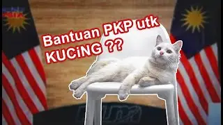Kucing pun dapat bantuan PKP ??