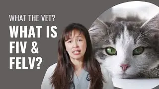 What is FIV & FeLV? - Vet Justine Lee Explains
