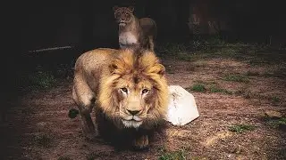 Survival In The Dark: The Nighttime Adaptations Of Predators | Super Senses