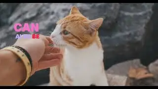 Why Do Cats Fart?
