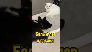 Белый лев и собака 🐾 