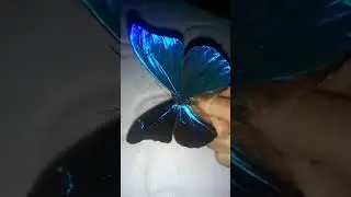Морфо Ретенор. Одна из самых ярких бабочек.