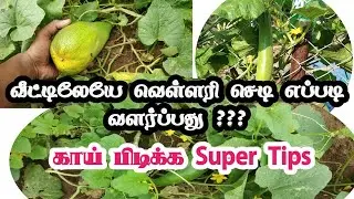 vellari plant grow in tamil | வெள்ளரி வளர்ப்பு |  how to grow cucumber in tamil