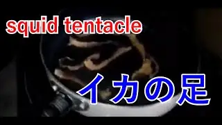 【ワゴンRRR】squid tentacle イカの足 【finger food】