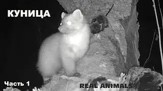 Marten - the super-frames with camera traps (part 1). Hunts, walks away from raccoon dogs, frolic