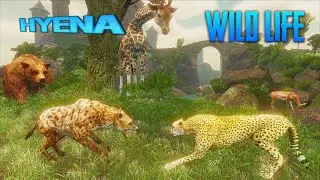 Hyena VS Crocodile  Lion  Hippo  Elephant  Cheetah Impala Warthog Cheetah