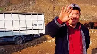 камазга қӯй юклаш тарзи бор кардани гусфанд 2023 19 октябр
