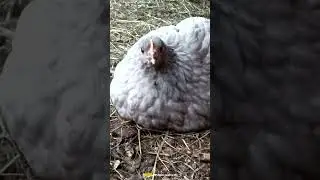 Курица 🐔 не любит камеру