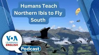 Northern Ibis Learn to Migrate, Amazon River Dolphins, X AI tool corrected