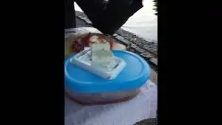 Лебедь ворует еду в Германии