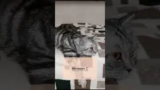 КАКИЕ ВИТАМИНЫ НУЖНЫ КОШКАМ?