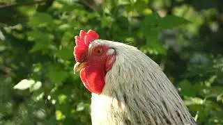 Кукареку или плакучая ИВА