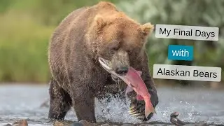 The hardest decision as a Wildlife Photographer. Photographing Bears fishing in Alaska, Final Part