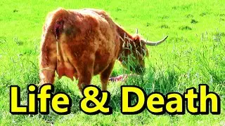 Our cow had a baby! Joy and Heartache within minutes (GRAPHIC)