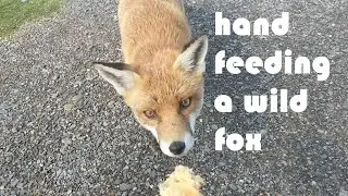 Hand feeding a wild fox