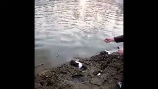 Закидушка Сработала (Усач)