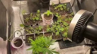 Day 49 Flower ‘Red Hot Blueberry’ seed to harvest weekly update