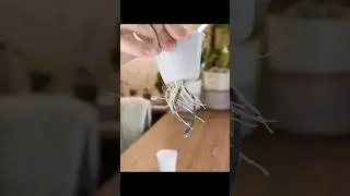 Пересадка Регал шилдс 🌱 ч1 