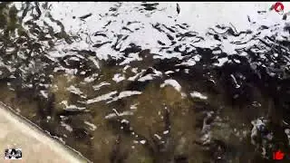Como os peixes ficam no acuário de jardim tunduro.