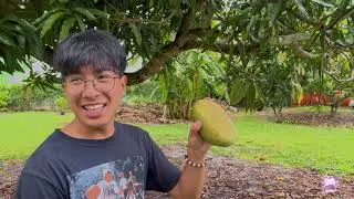 Vietnamese Fruit Farm in Miami Florida July 2023