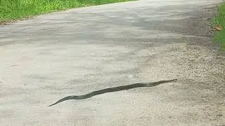 Giant Grey Rat snake #snakevideo