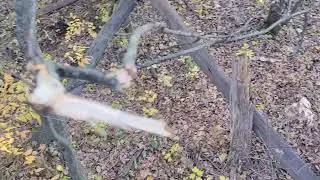 Chasing Whitetail Deer | Day 3| Public Land Minnesota
