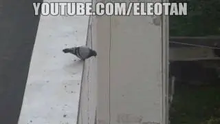 POMBA SUICIDA AO SOM DE TITANIC