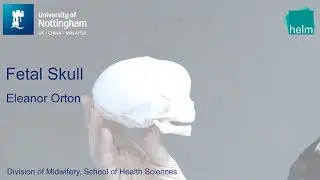 The Fetal Skull