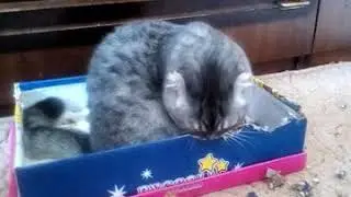 Коробка и кошка