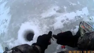 Ладожский окунь