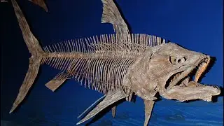 Evolutionary Myth of Ray-Finned Fishes' Invincibility for 400 Million Years | The Ray-Finned Fish