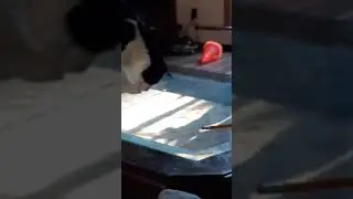 Cat eats a fly