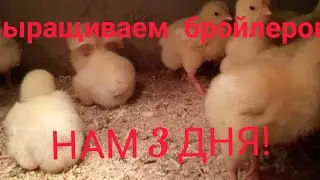 Выращиваем бройлеров.Плюс пару советов по выращиванию о которых,я почти уверен, Вы не знали.