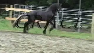 Warlander stallion I.F. Xenophon