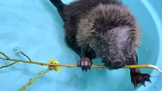 Неводома зверушка-пищушка.