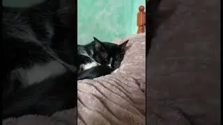 😍😍😍 #мейнкун #безкотажизньнета #cat