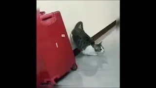 Videos de risa, gato preparándose para atacar