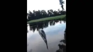 Bass caught in cast net