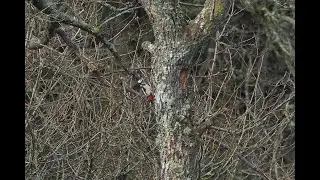 Great spotted woodpecker drumming