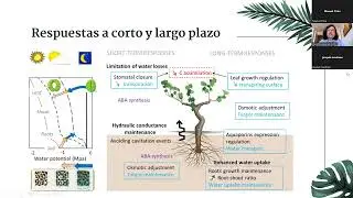 Relaciones hídricas isohídrico vs. anisohídrico