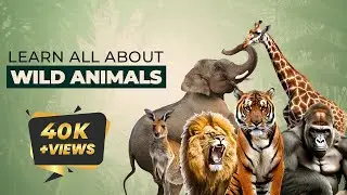 Learn Animal Names | Animals of the World | Land Animals | Wildlife adventure | Wild Animals | Zoo